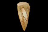 Serrated, Fossil Phytosaur Tooth - New Mexico #133334-1